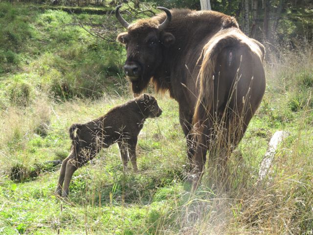 European Bison Avesta Visentpark