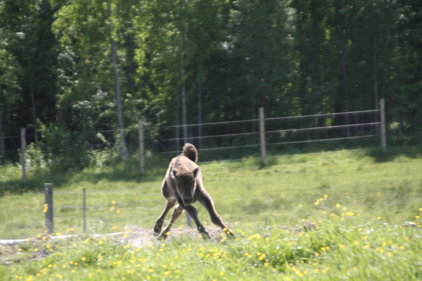 European Bison Avesta Visentpark