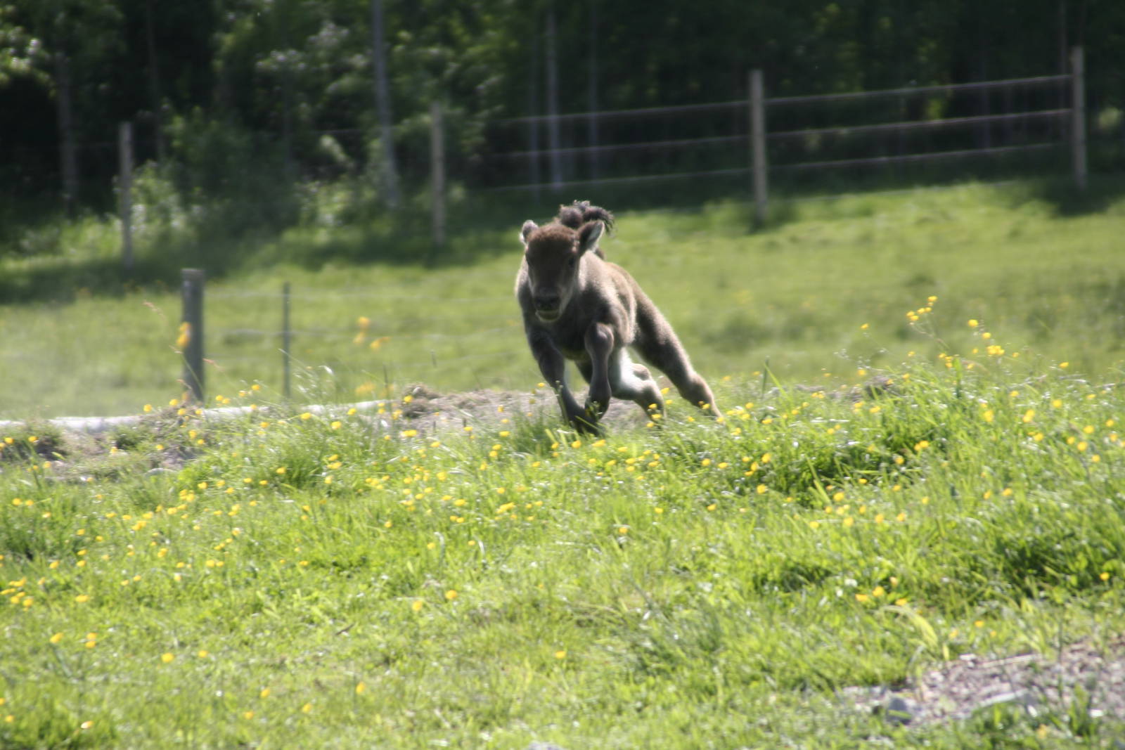 European Bison Avesta Visentpark