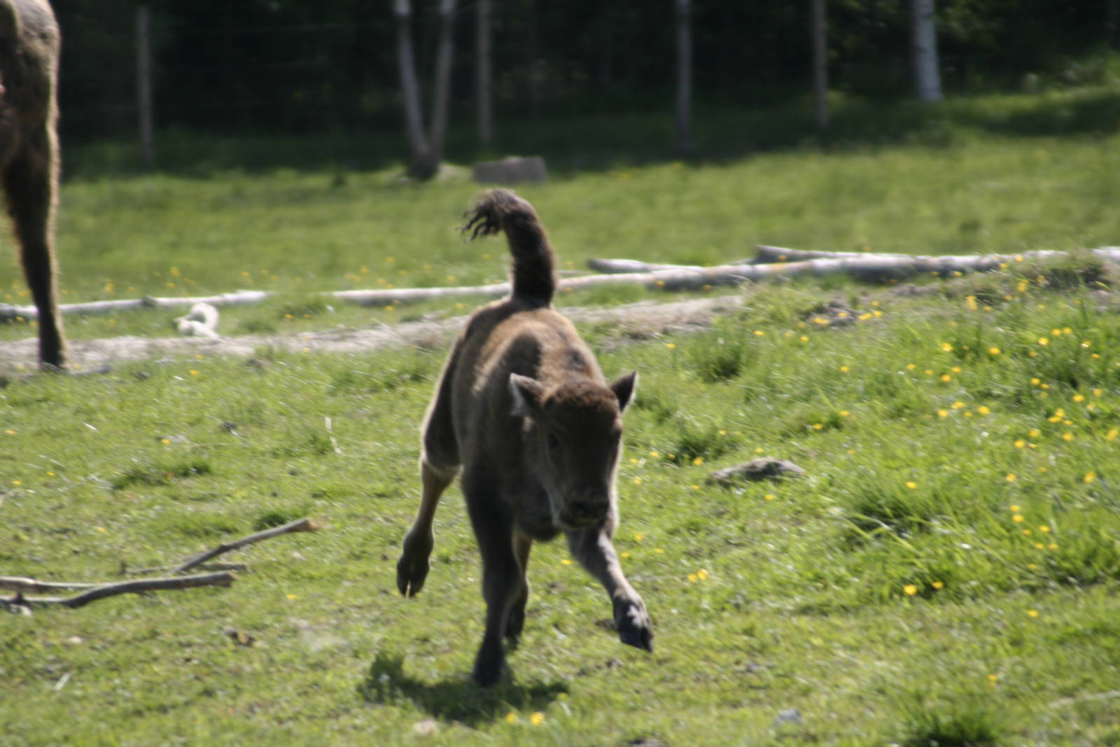 European Bison Avesta Visentpark