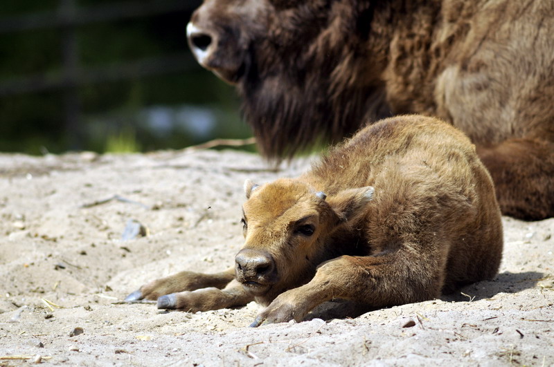 European bison baby at Lüneburger Heide.