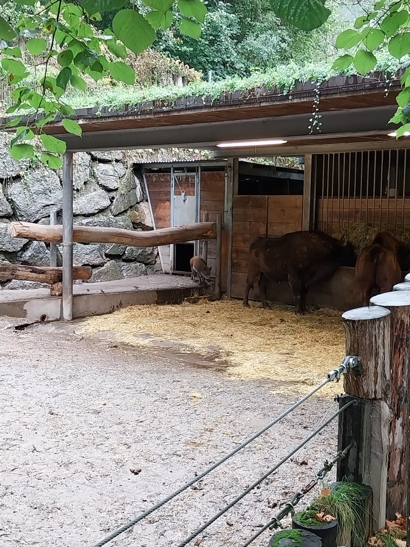 European bison barn