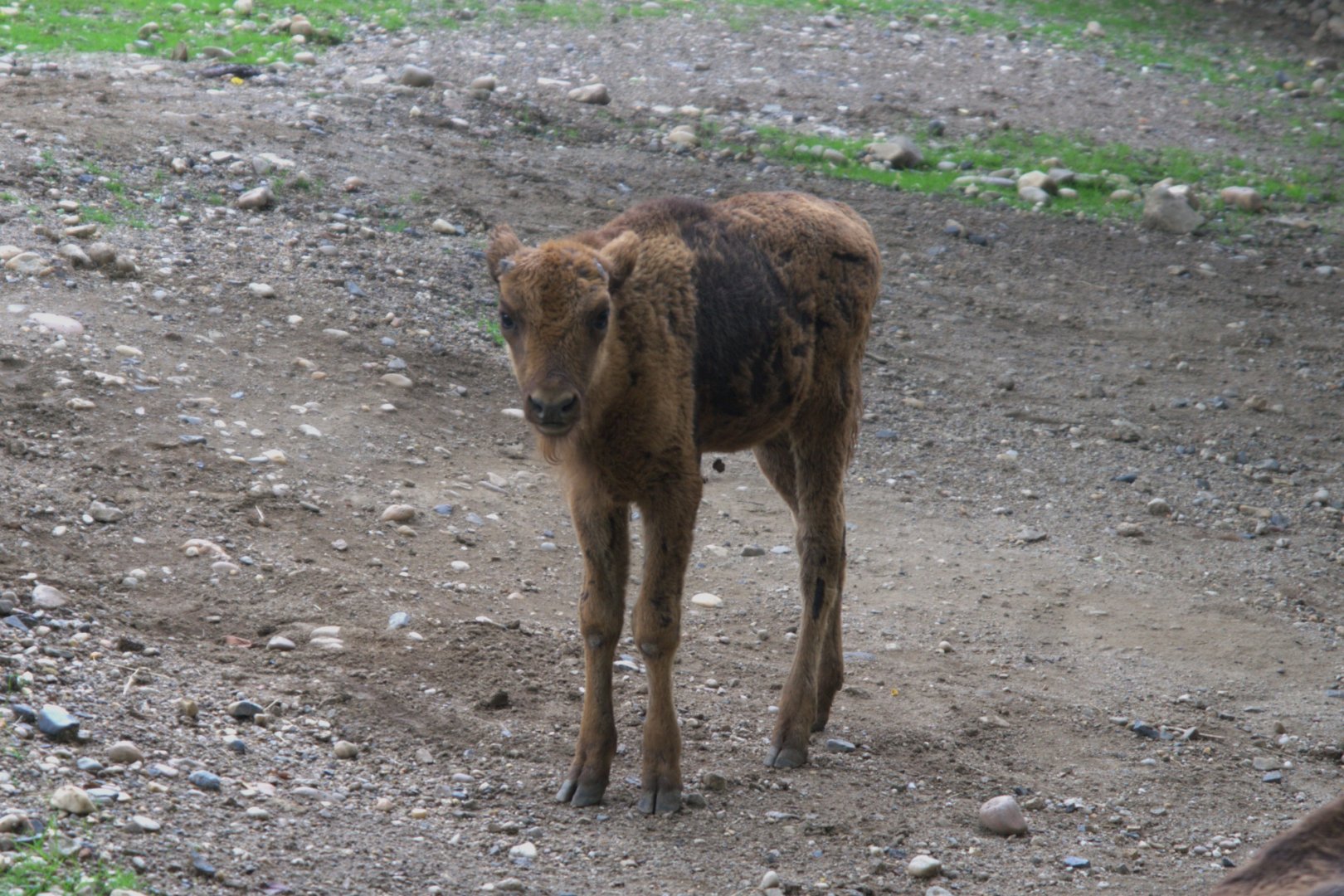 European Bison (Bison bonasus), 12-09-25