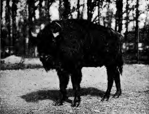 European bison (Bison bonasus) 1909