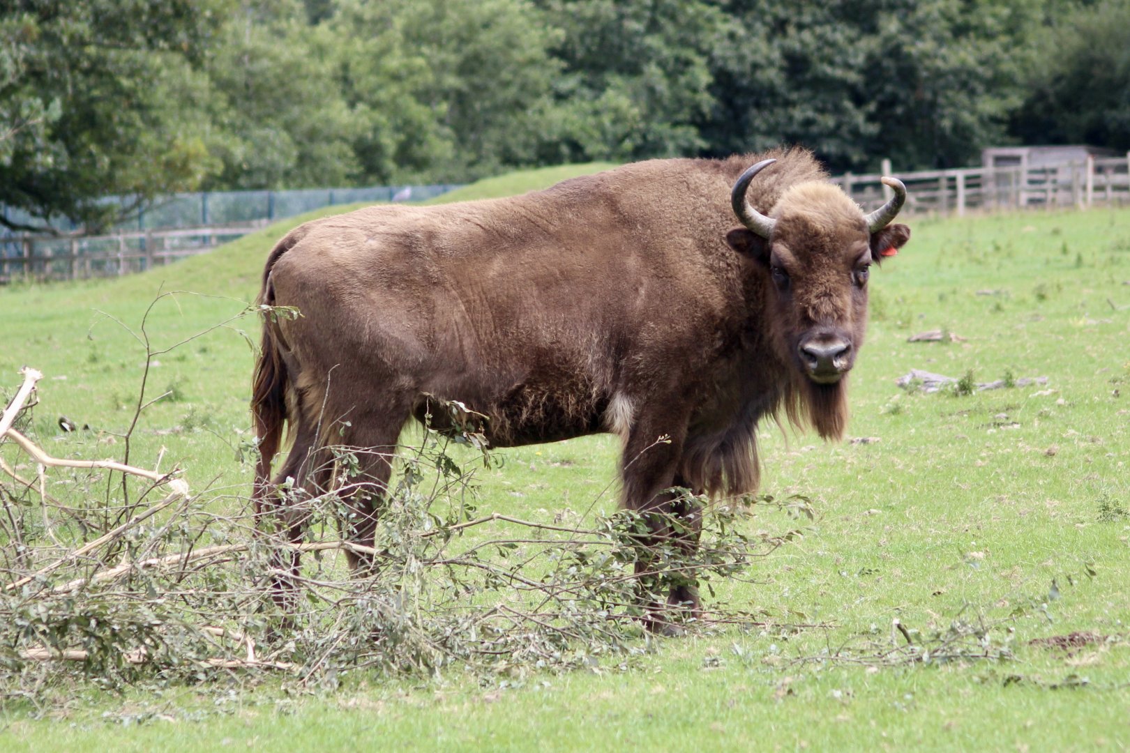 European bison (Bison bonasus) - 27/7/2025