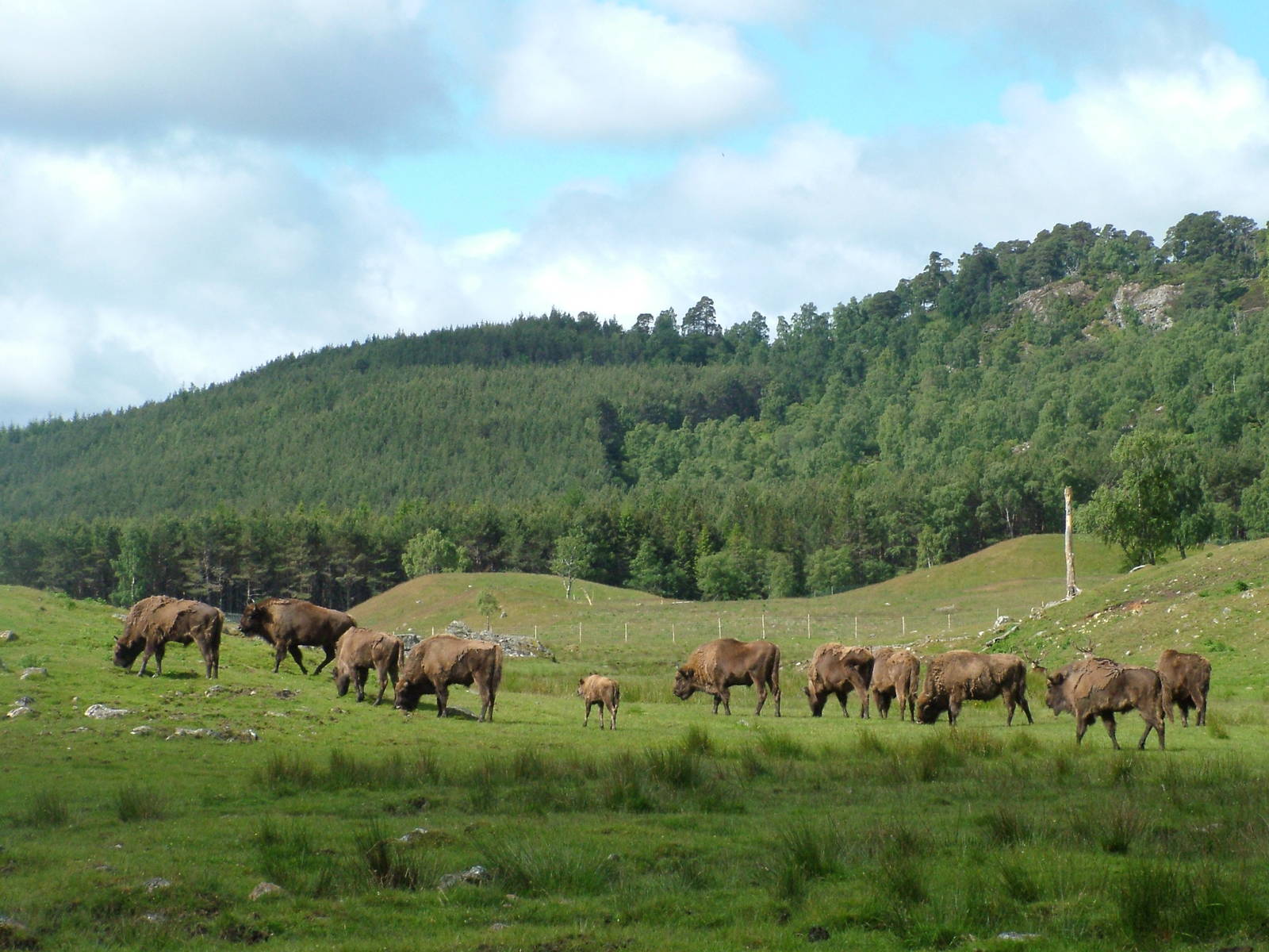 European Bison (Bison bonasus) at Highland Wildlife Park 2008