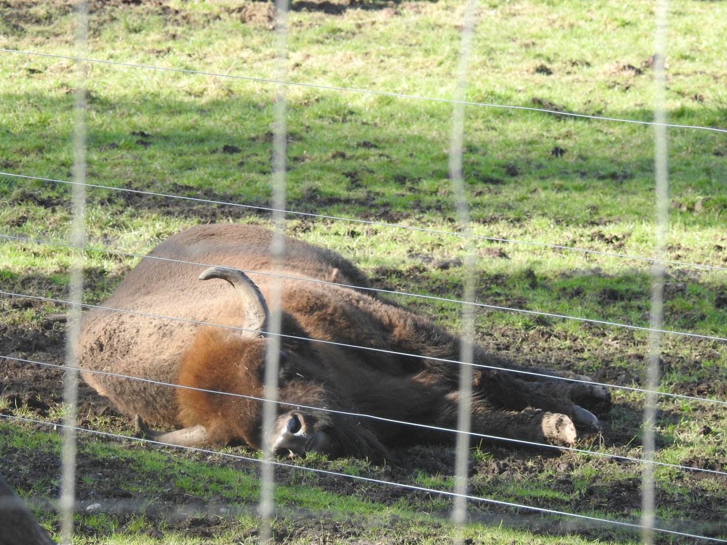 European Bison (Bison bonasus bonasus)