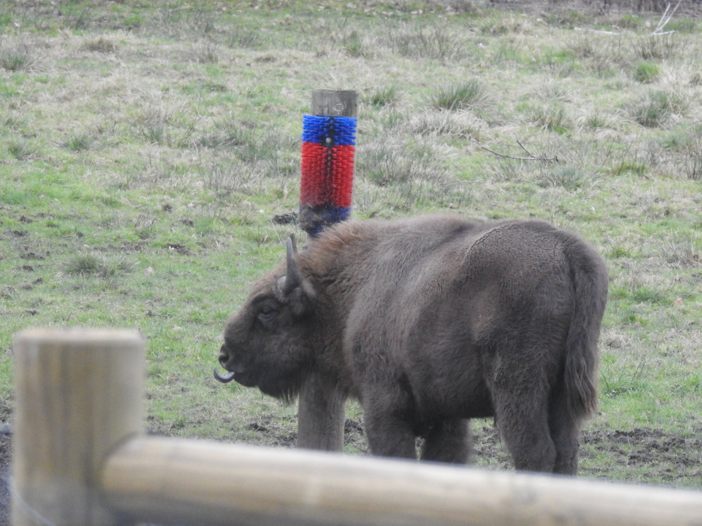 European Bison (Bison bonasus bonasus)