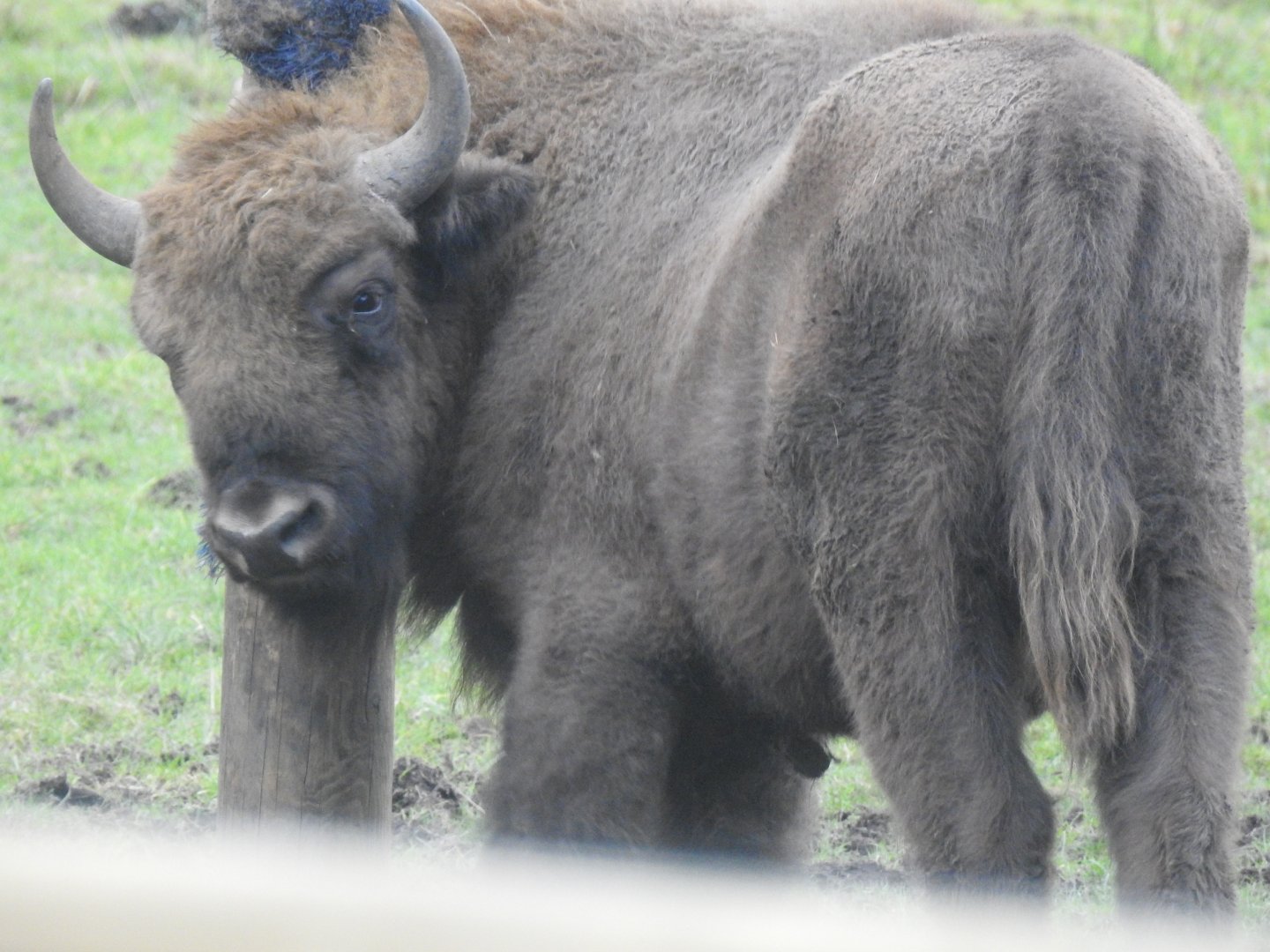 European Bison (Bison bonasus bonasus)