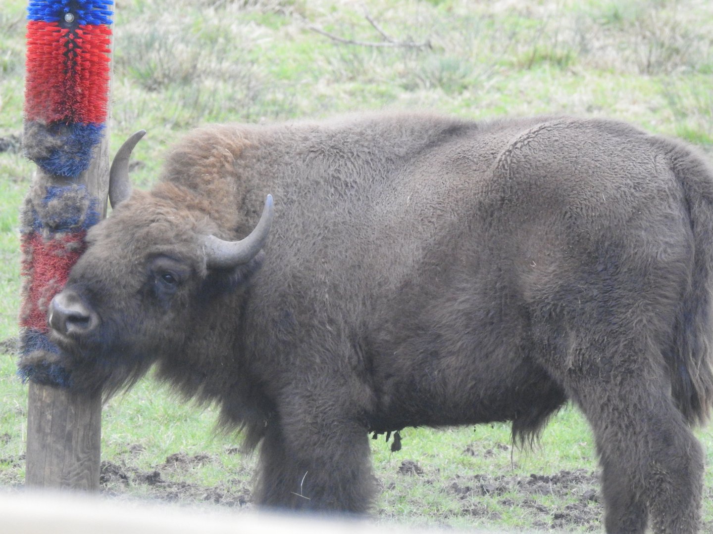 European Bison (Bison bonasus bonasus)