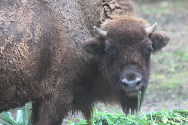 European bison (Bison bonasus bonasus)