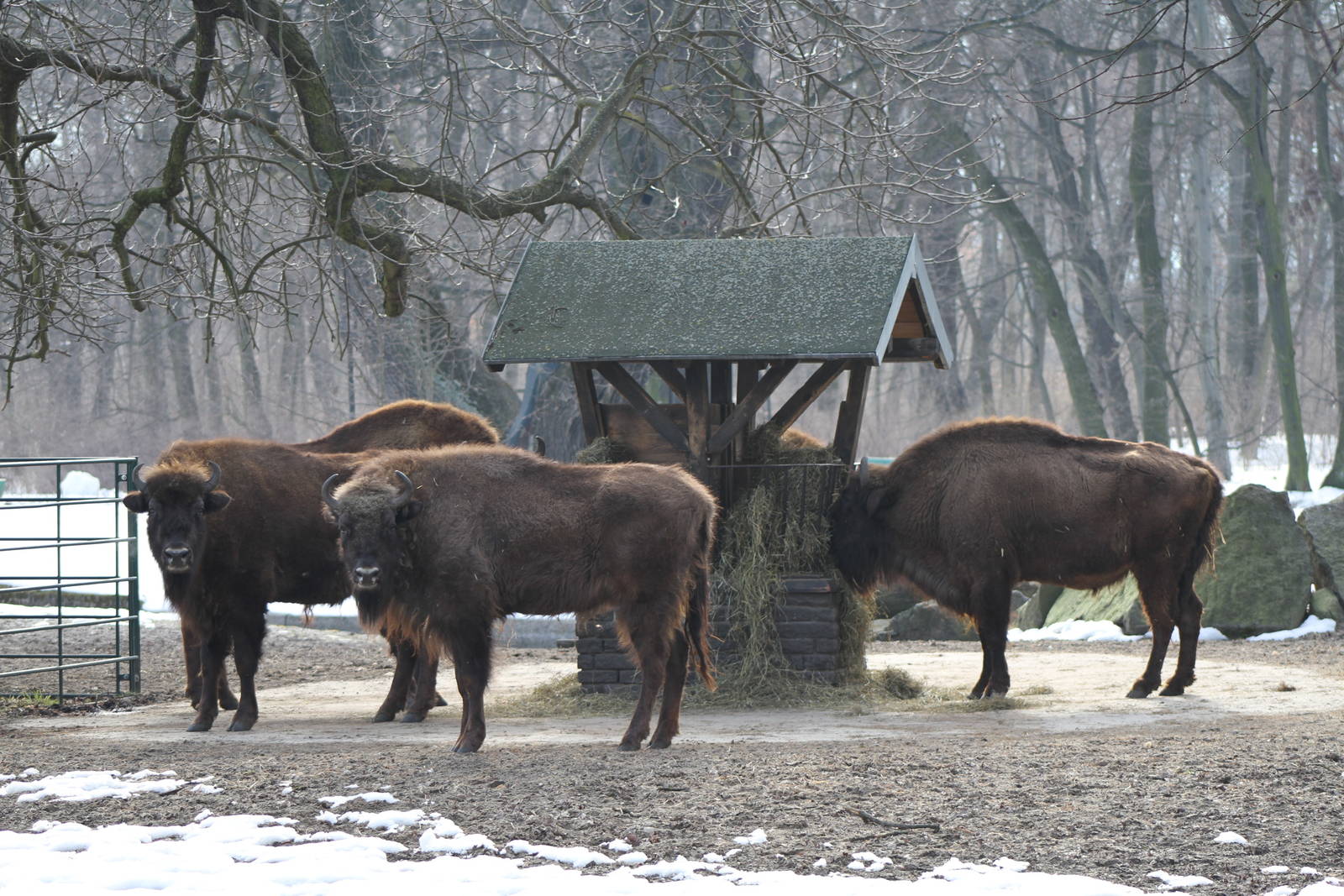 European Bison (Bison bonasus)
