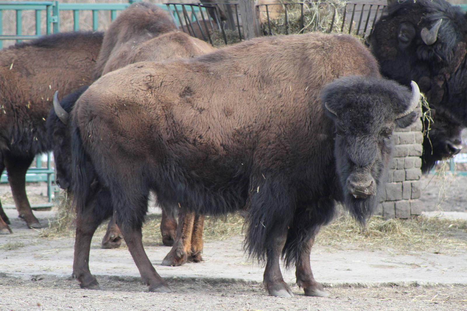 European Bison (Bison bonasus)