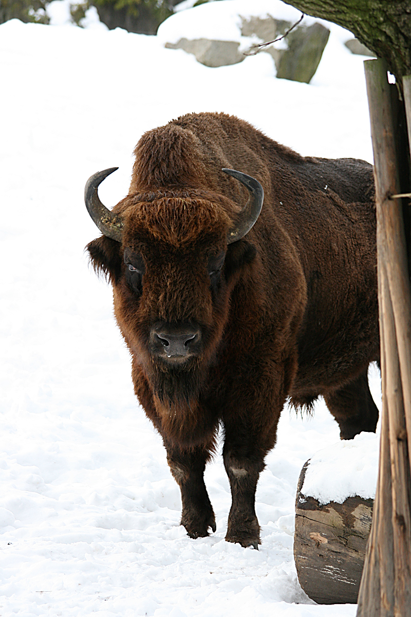 European bison (Bison bonasus)