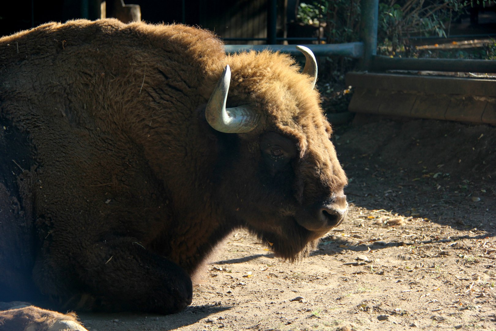 European bison (Bison bonasus)