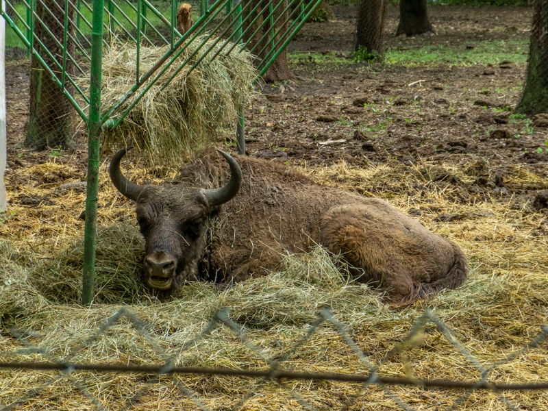 European bison / Bison bonasus