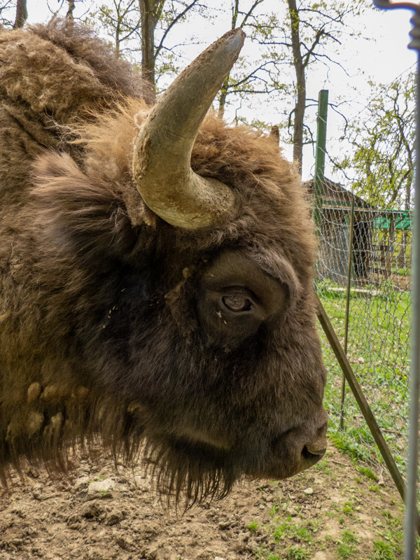 European bison (Bison bonasus)