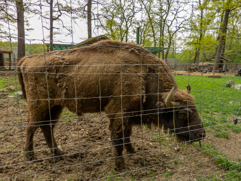 European bison (Bison bonasus)