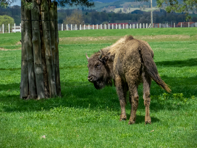 European bison (Bison bonasus)