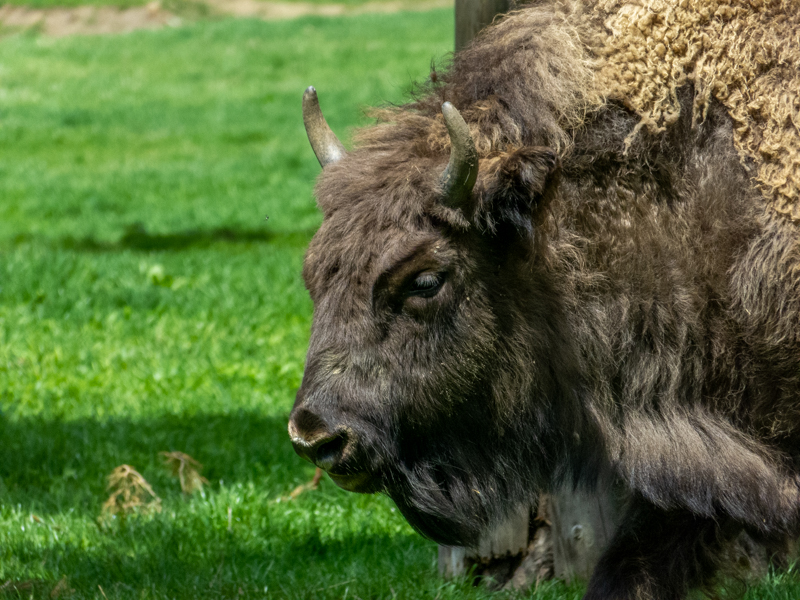 European bison (Bison bonasus)