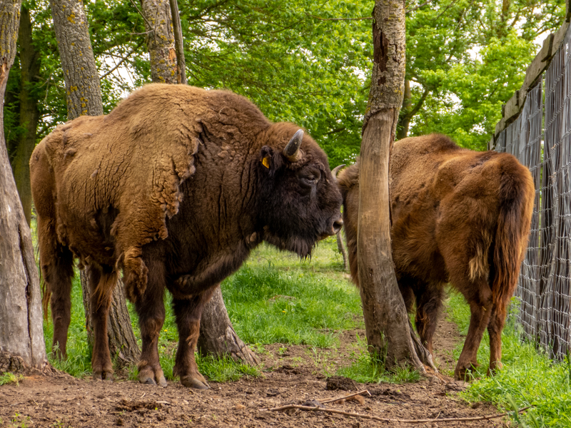 European bison (Bison bonasus)