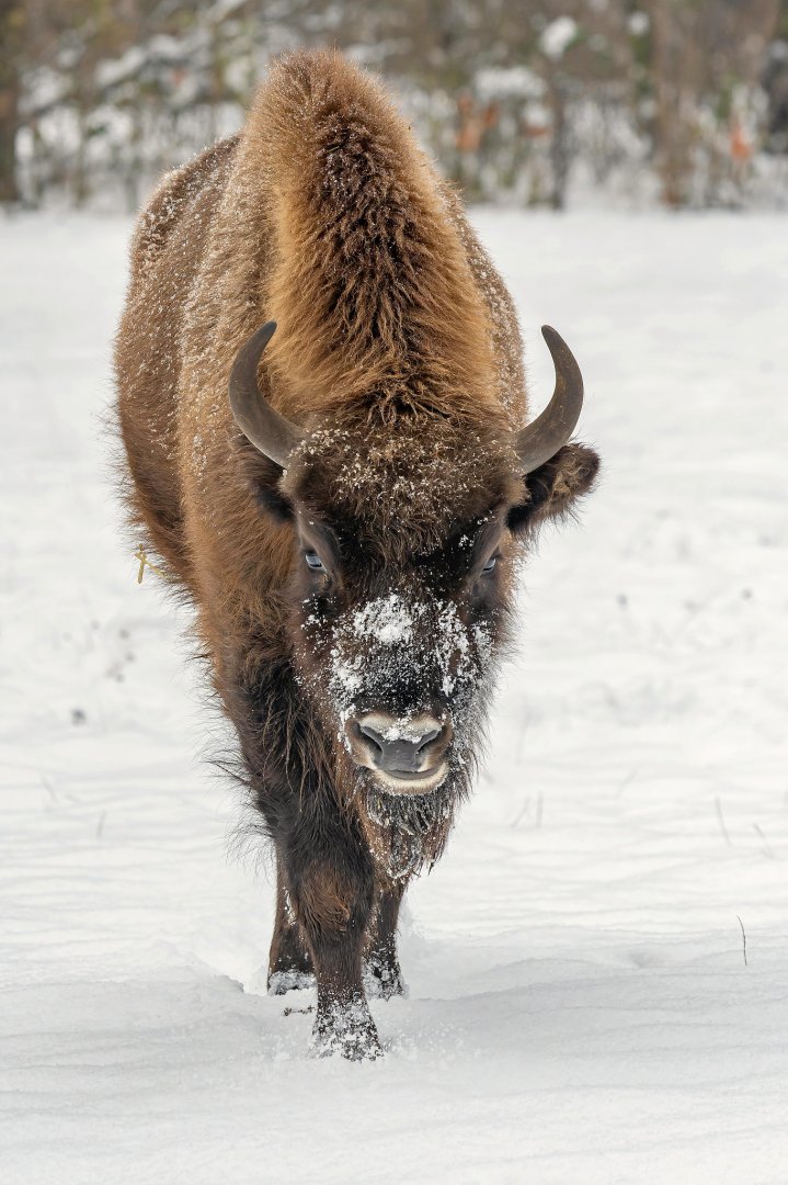 European bison (Bison bonasus)