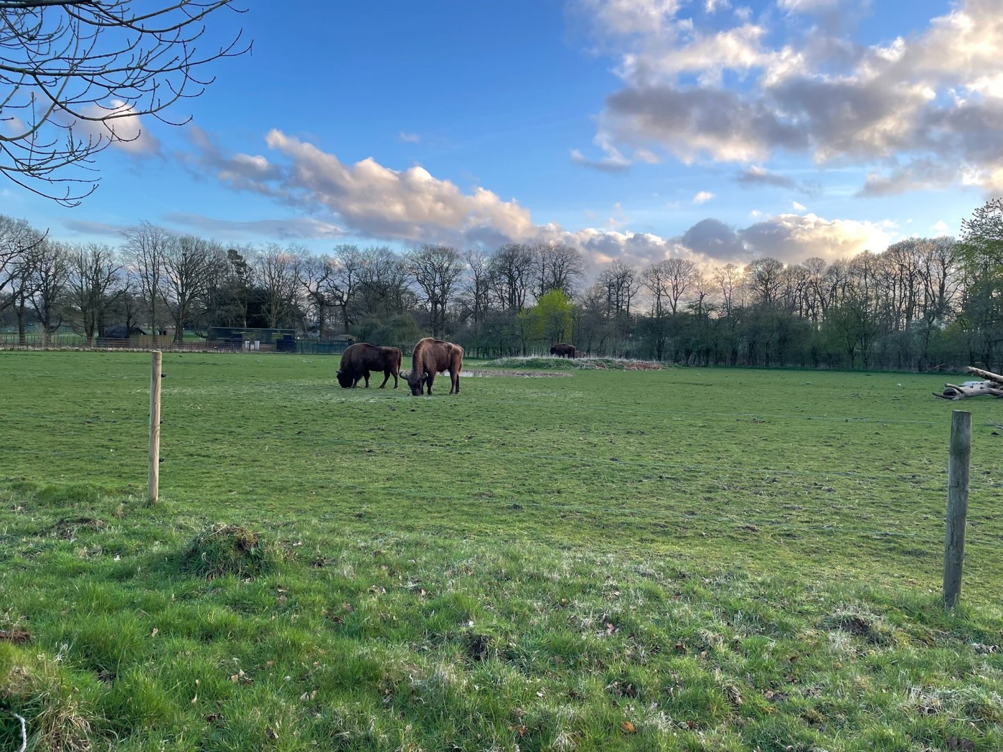 European Bison, (Bison bonasus)
