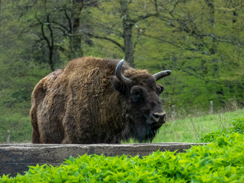 European bison (Bos bonasus)