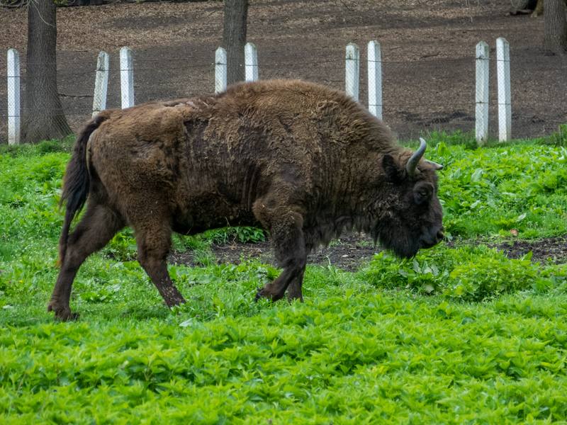 European bison (Bos bonasus)