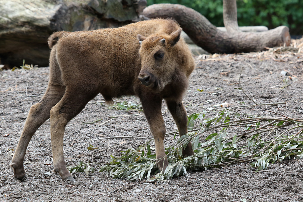 European Bison calf at Skansen 30th August 2016