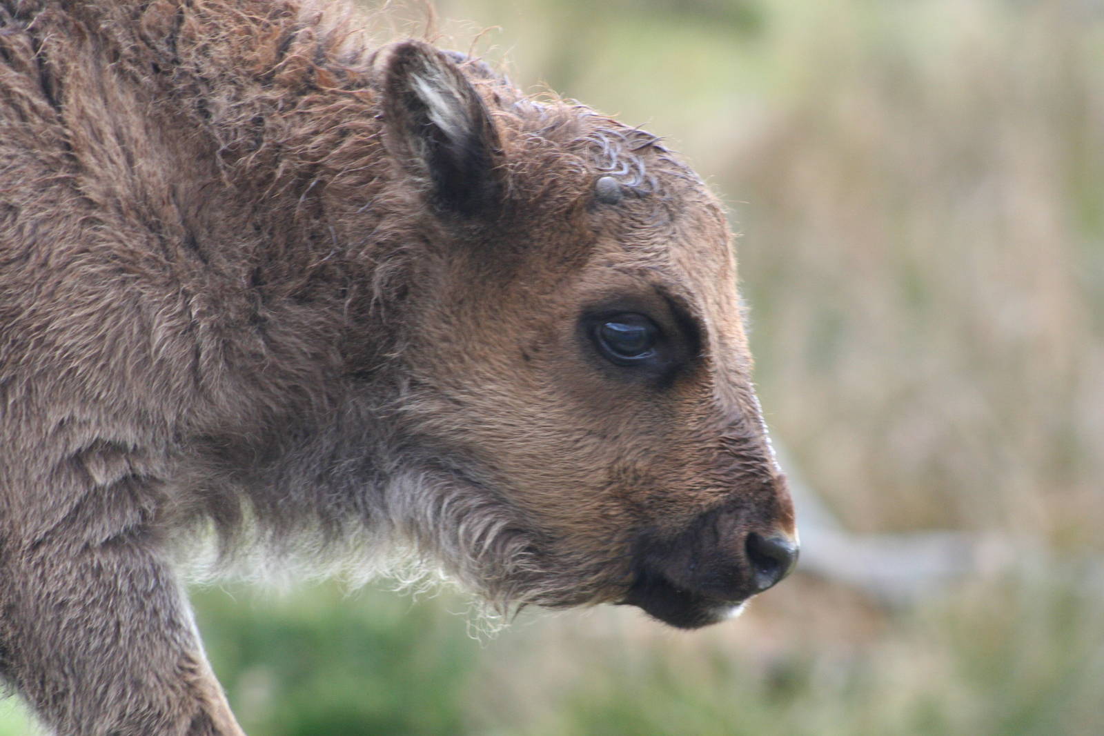 European Bison calf @ Highland Wildlife Park; 16.10.2014