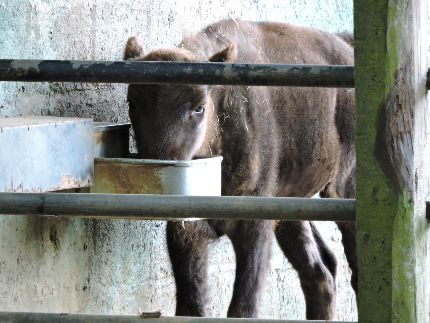 European Bison calf