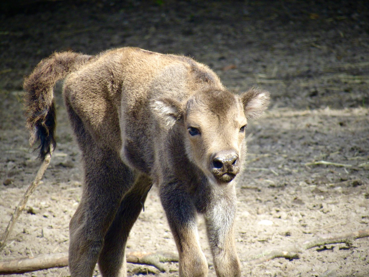 European bison calf