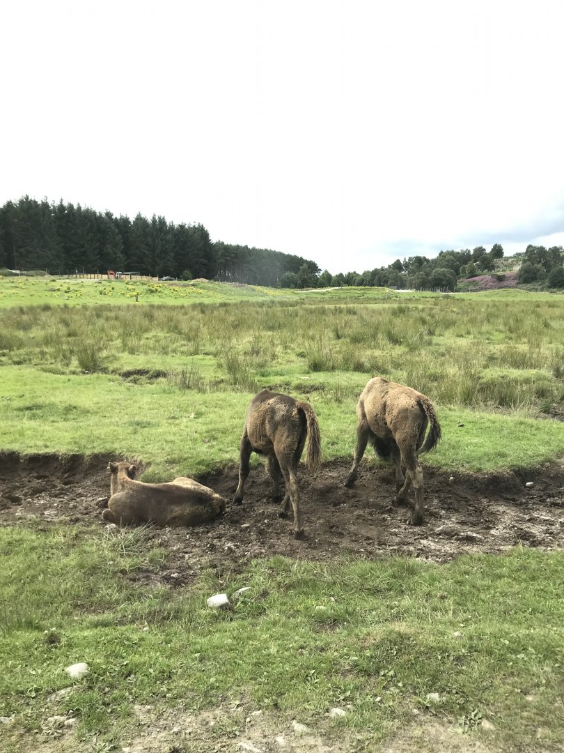 European bison calves