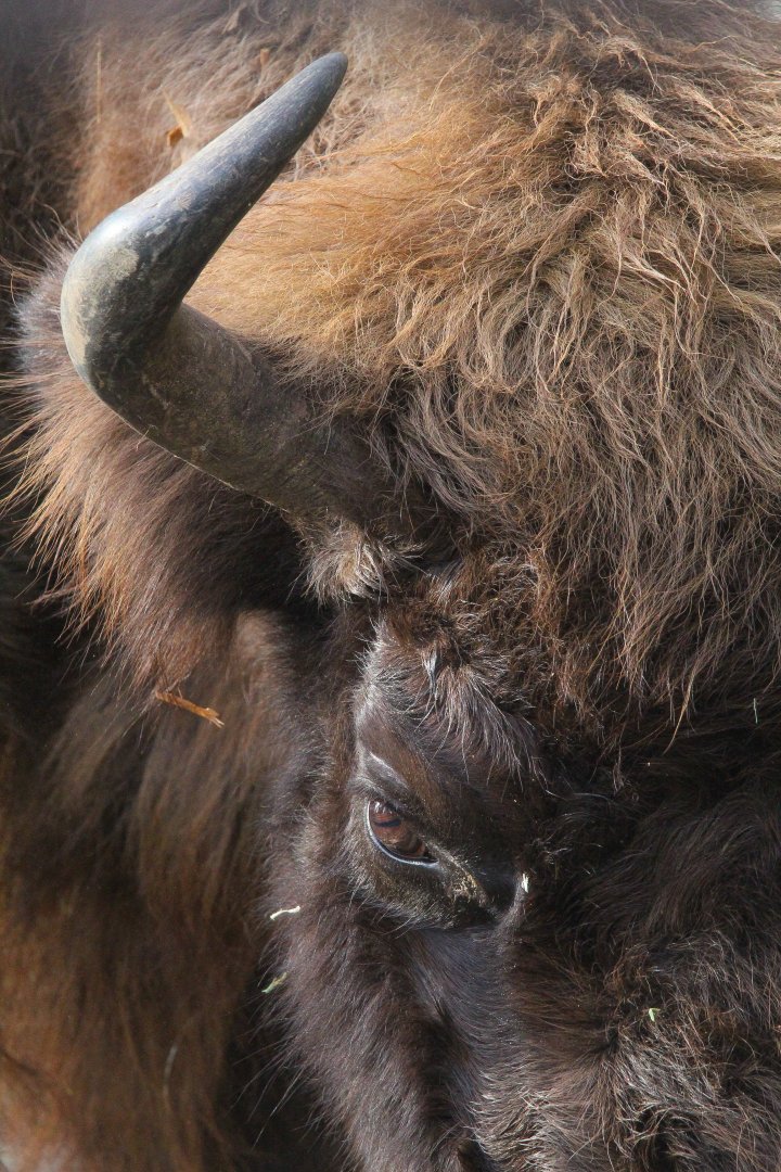 European Bison close up- 25th January 2025