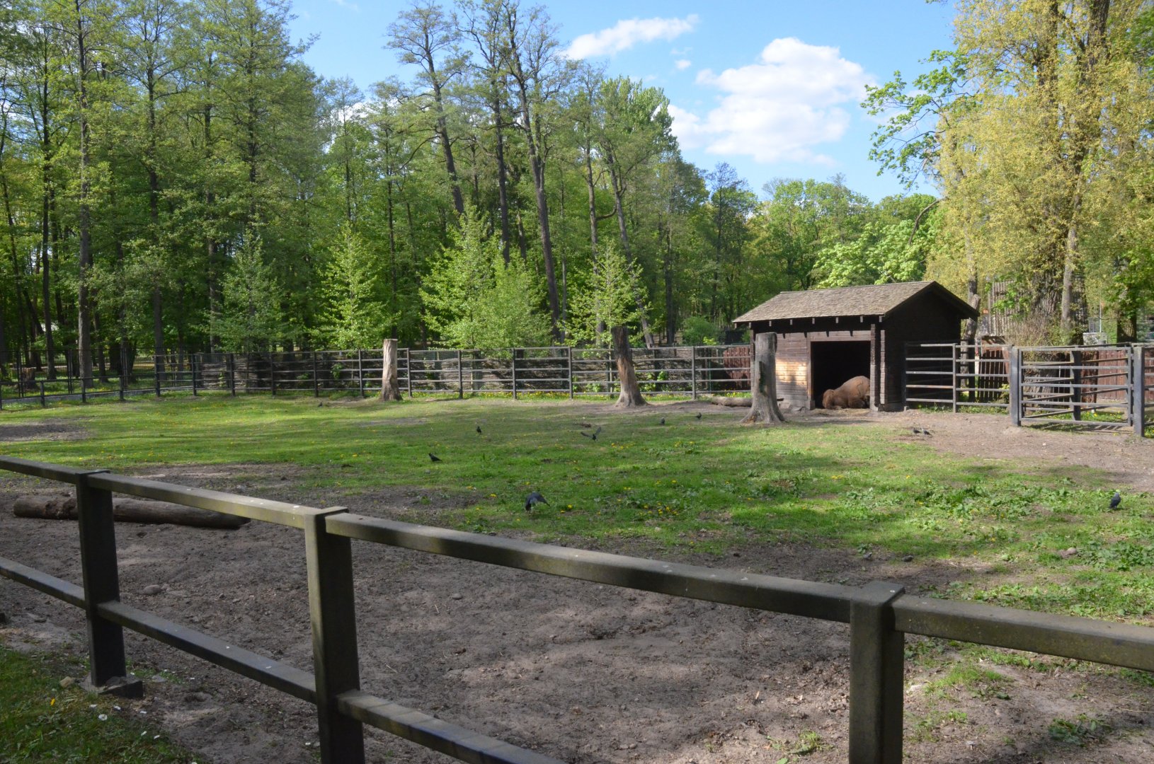 European Bison Enclosure at Akcent Zoo Białystok, 08/05/19