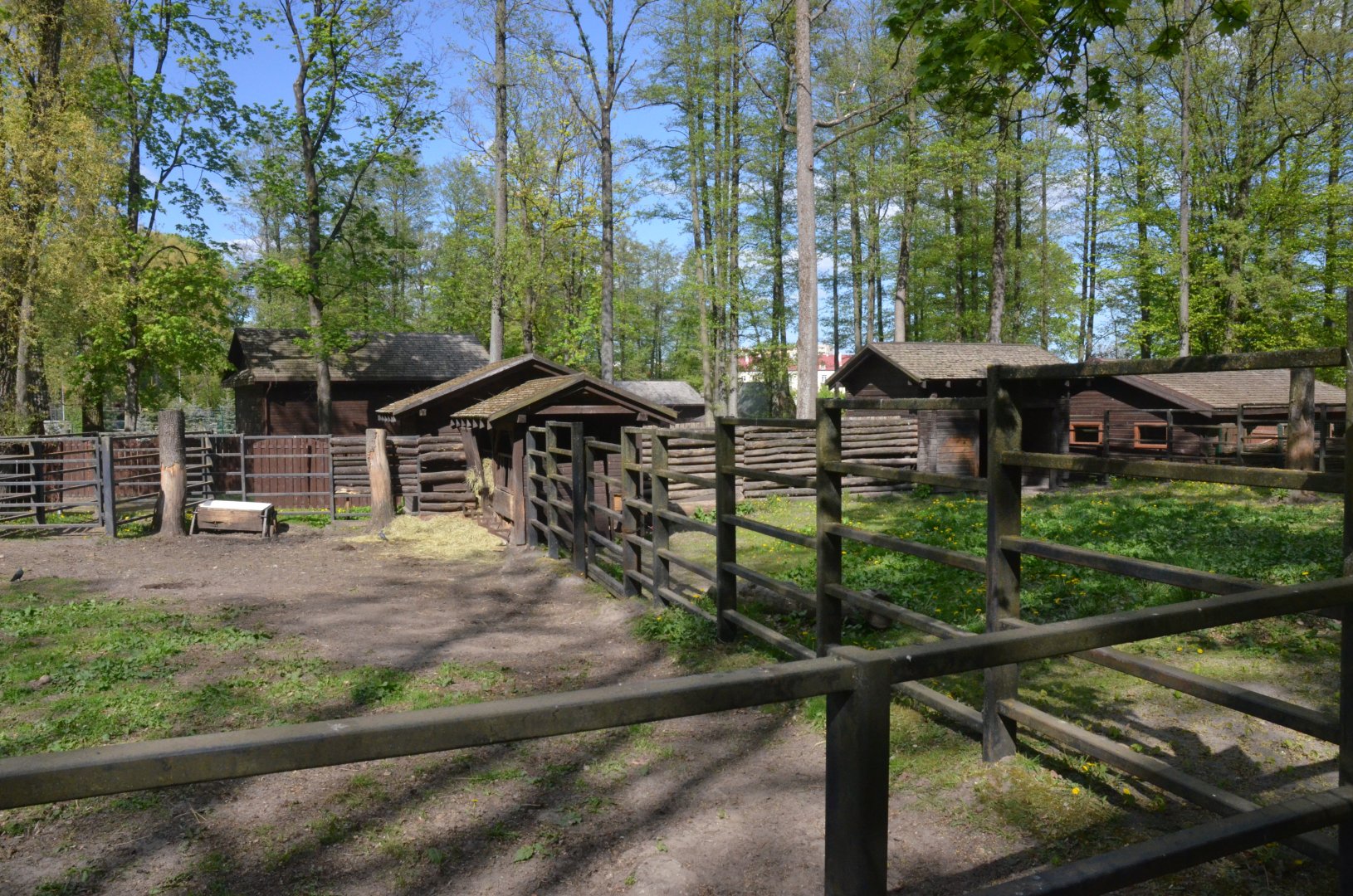 European Bison Enclosure at Akcent Zoo Białystok, 08/05/19