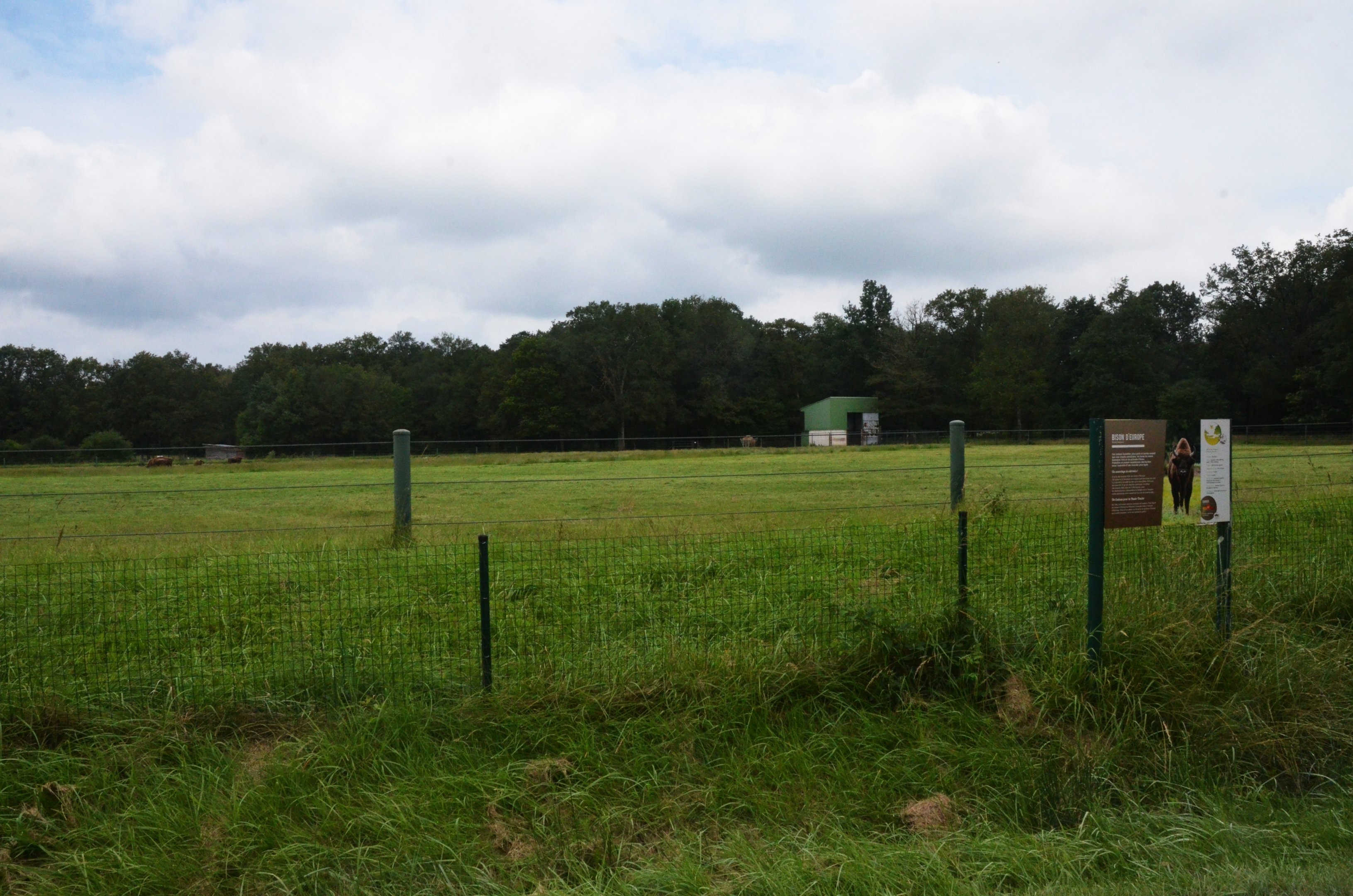 European Bison Enclosure at Haute-Touche, 14/06/18