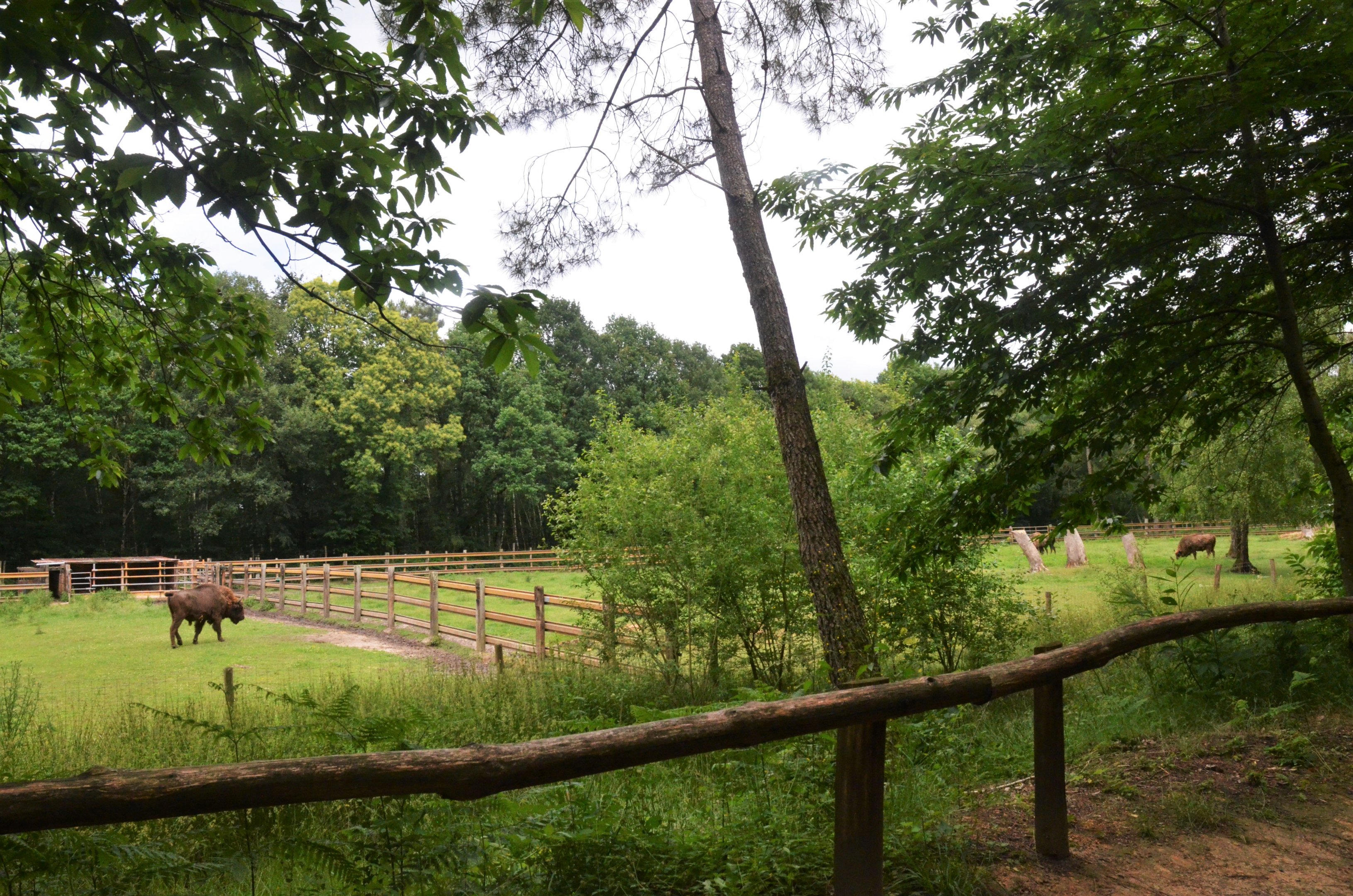 European Bison Enclosure at Pescheray, 13/06/18