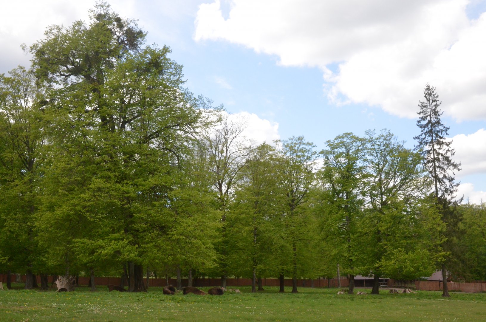 European Bison Enclosure at Rezerwat Pokazowy Żubrów, Białowieża 07/05/19