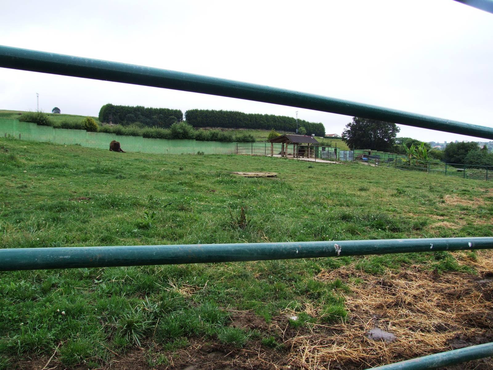 European Bison Enclosure at Santillana del Mar, 13/06/15
