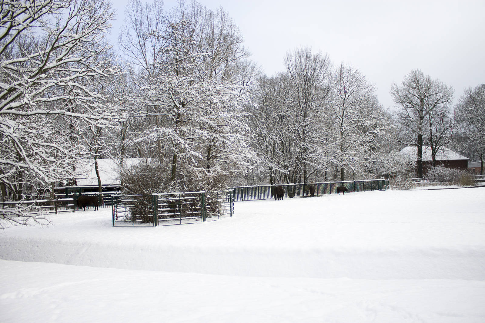 European bison enclosure in the snow, 12/29/14