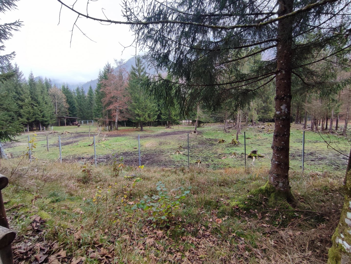 European bison enclosure - Wildpark Grünau/Cumberland