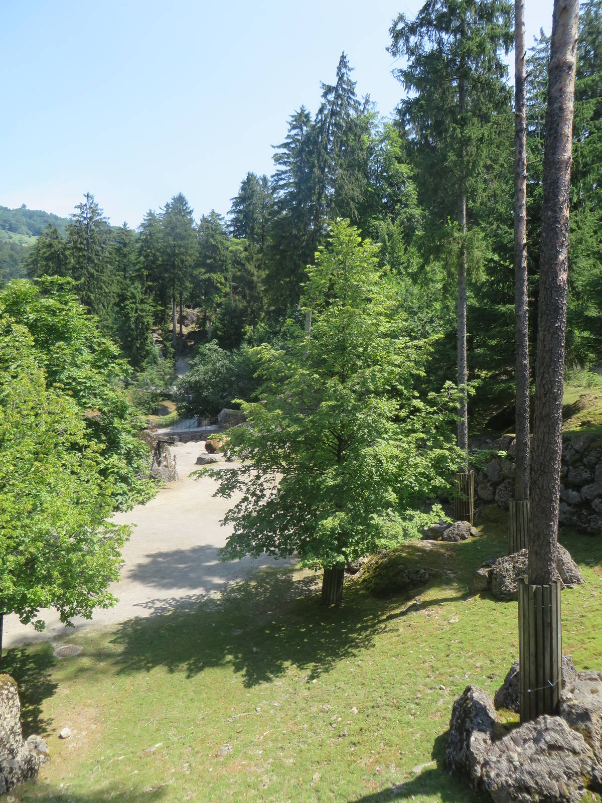 European bison enclosure
