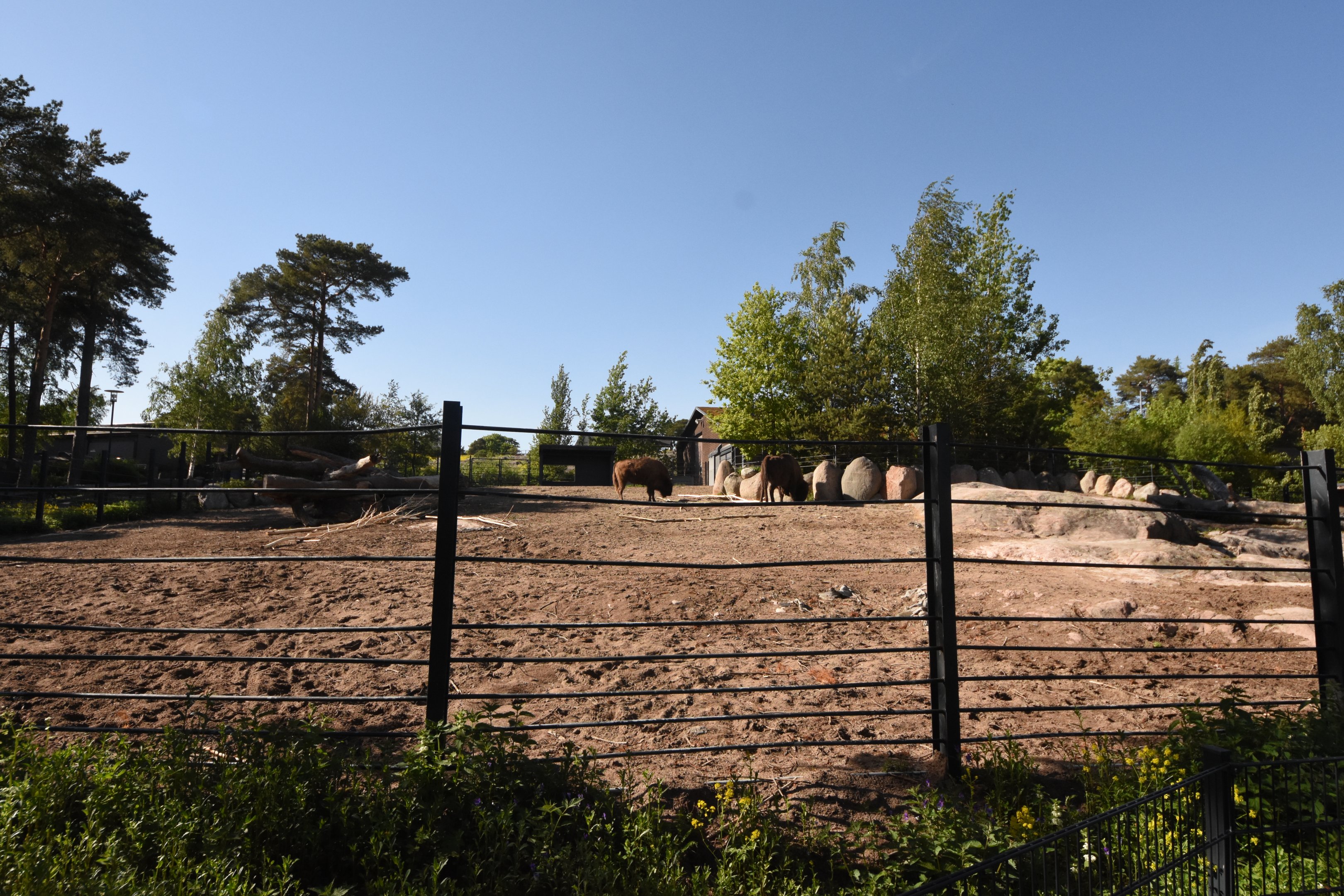 European bison enclosure