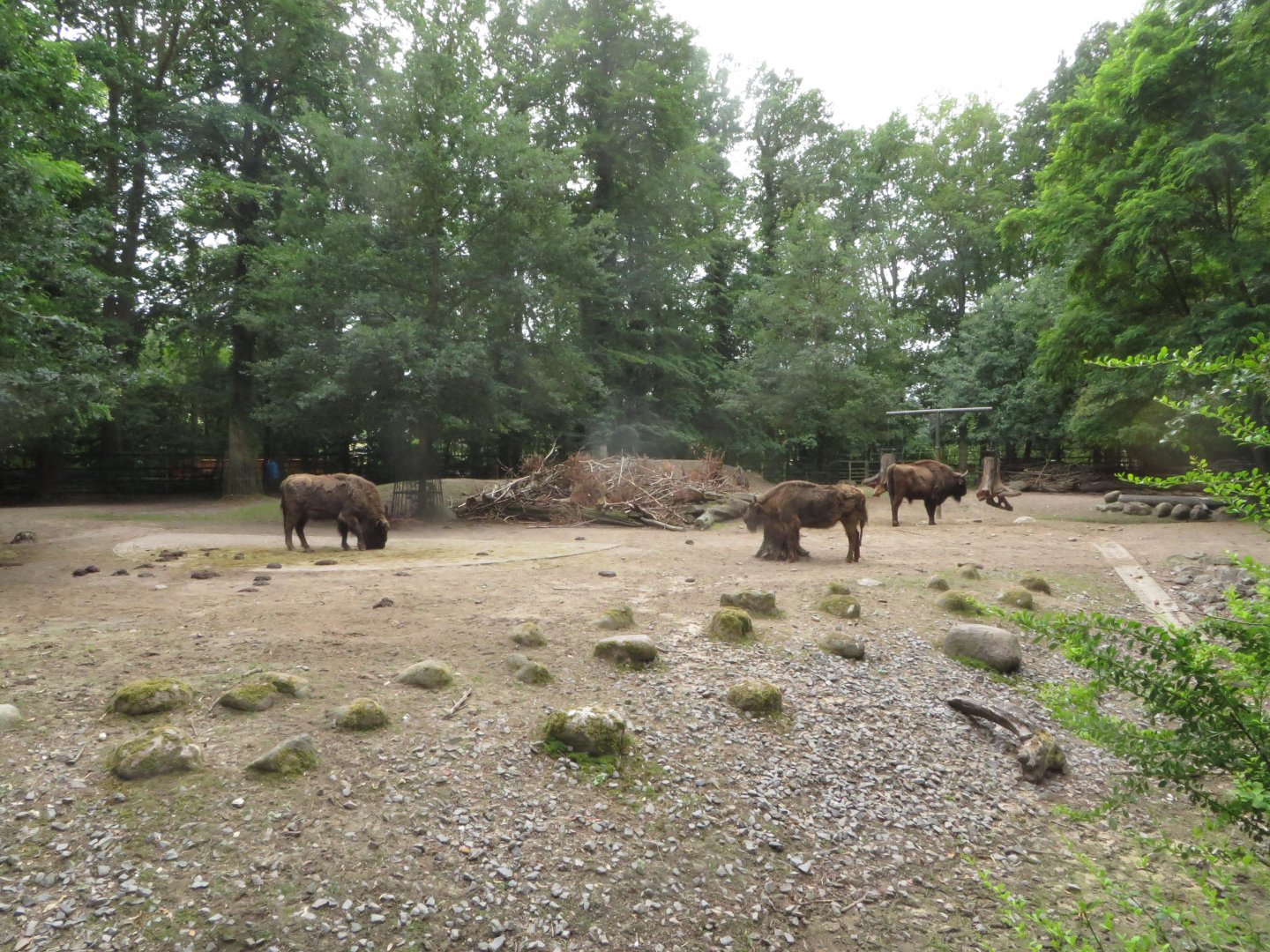 European bison enclosure