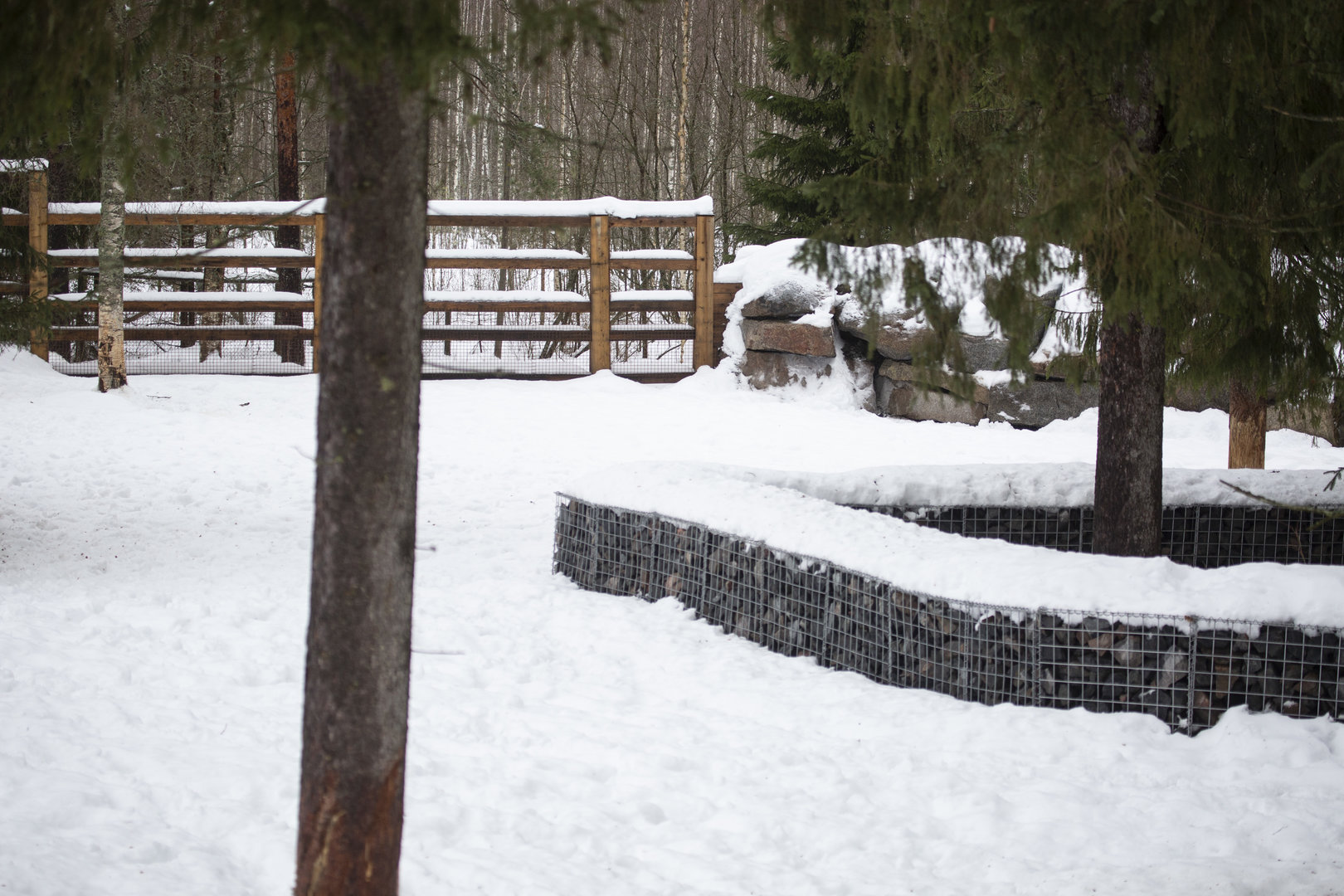 European bison enclosure