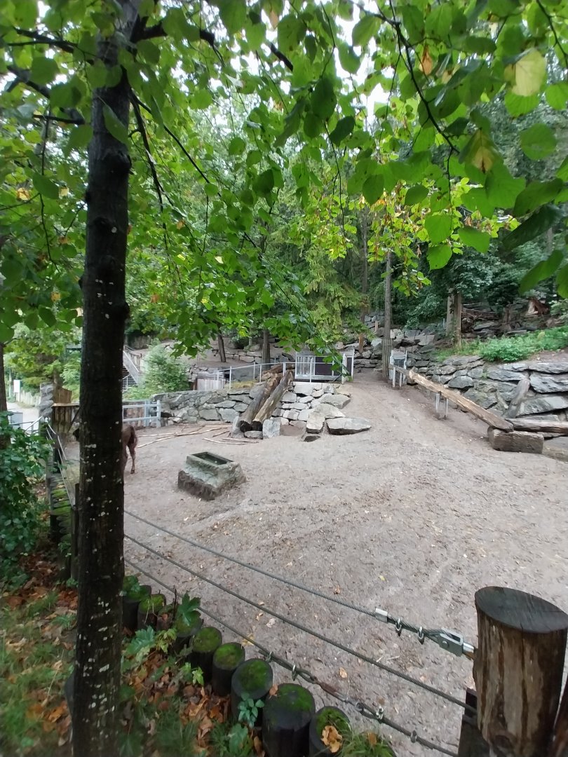 European bison enclosure