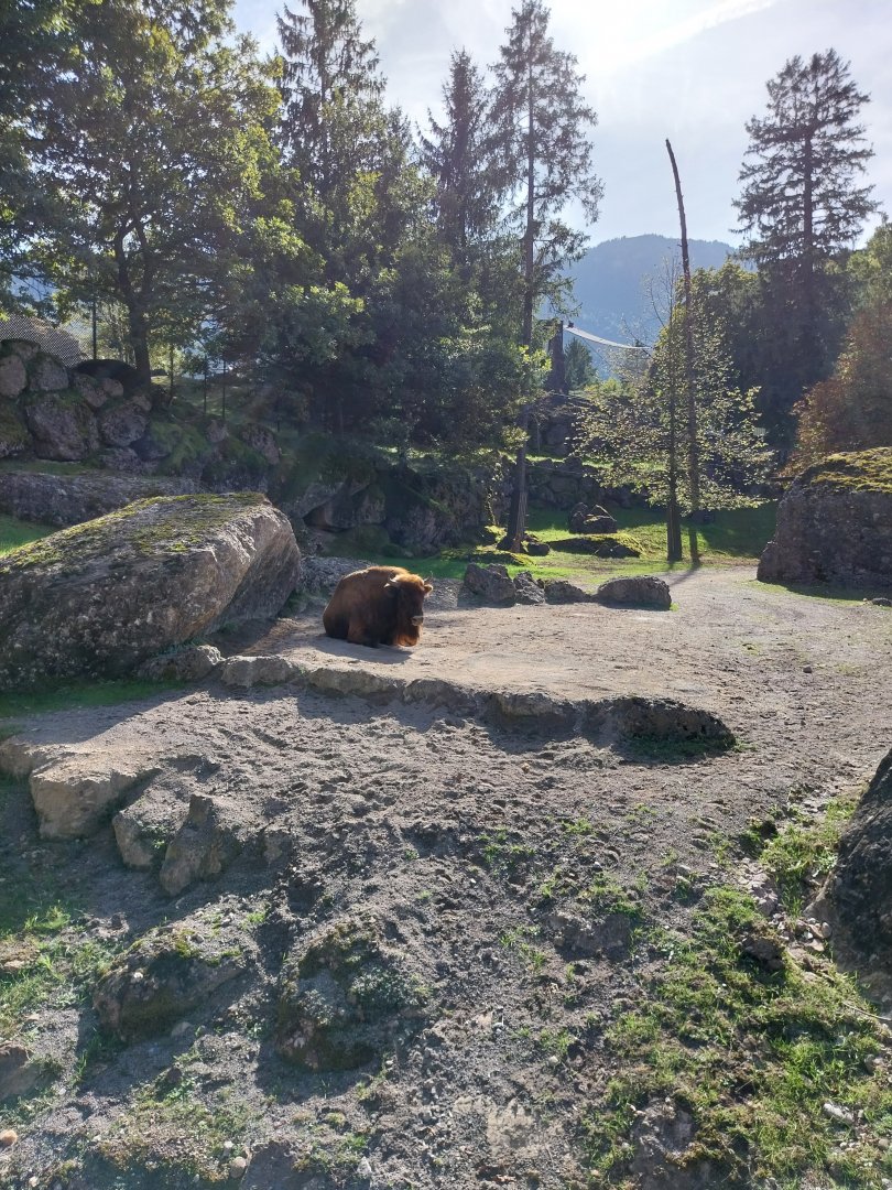 European bison enclosure