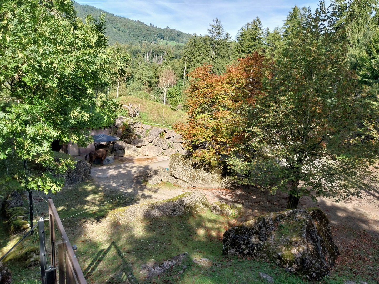 European bison enclosure